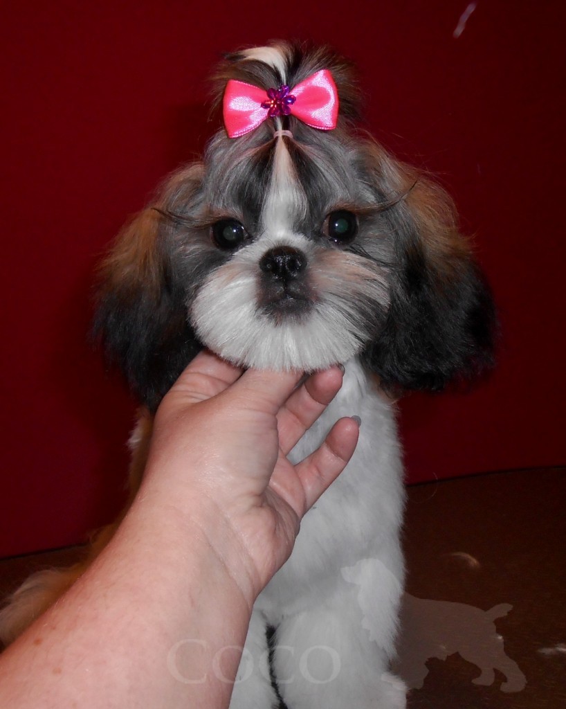 stylizacja shih tzu wroclaw