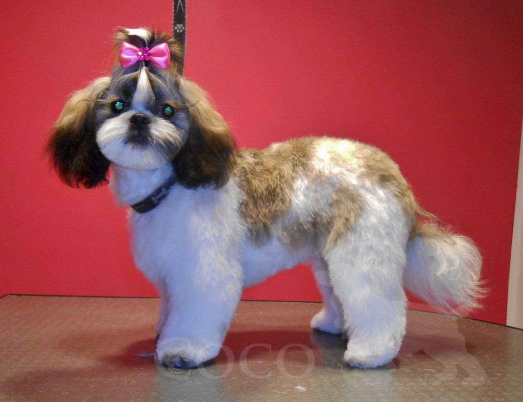 fryzura dla shih tzu