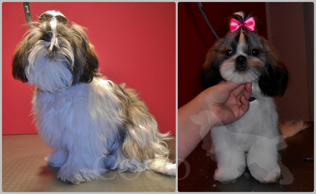 metamorfoza shih tzu